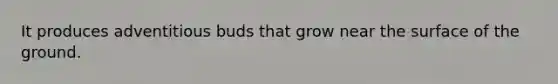 It produces adventitious buds that grow near the surface of the ground.