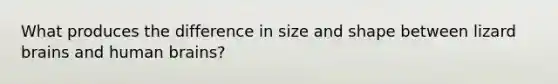 What produces the difference in size and shape between lizard brains and human brains?