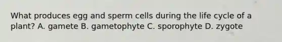 What produces egg and sperm cells during the life cycle of a plant? A. gamete B. gametophyte C. sporophyte D. zygote