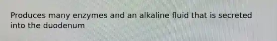 Produces many enzymes and an alkaline fluid that is secreted into the duodenum