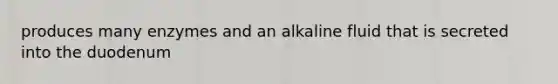 produces many enzymes and an alkaline fluid that is secreted into the duodenum