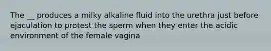 The __ produces a milky alkaline fluid into the urethra just before ejaculation to protest the sperm when they enter the acidic environment of the female vagina