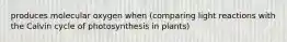 produces molecular oxygen when (comparing light reactions with the Calvin cycle of photosynthesis in plants)