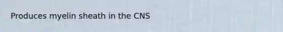 Produces myelin sheath in the CNS