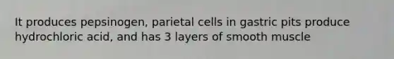 It produces pepsinogen, parietal cells in gastric pits produce hydrochloric acid, and has 3 layers of smooth muscle