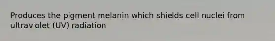 Produces the pigment melanin which shields cell nuclei from ultraviolet (UV) radiation