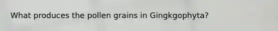 What produces the pollen grains in Gingkgophyta?