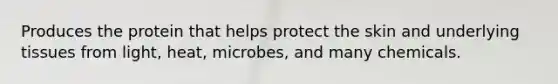 Produces the protein that helps protect the skin and underlying tissues from light, heat, microbes, and many chemicals.