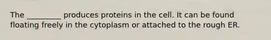 The _________ produces proteins in the cell. It can be found floating freely in the cytoplasm or attached to the rough ER.