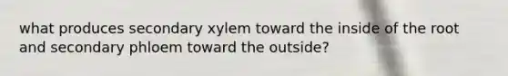 what produces secondary xylem toward the inside of the root and secondary phloem toward the outside?