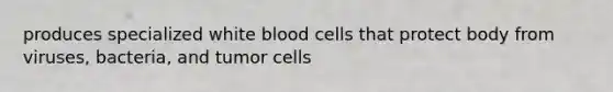 produces specialized white blood cells that protect body from viruses, bacteria, and tumor cells