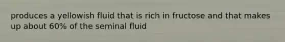 produces a yellowish fluid that is rich in fructose and that makes up about 60% of the seminal fluid