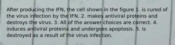 After producing the IFN, the cell shown in the figure 1. is cured of the virus infection by the IFN. 2. makes antiviral proteins and destroys the virus. 3. All of the answer choices are correct. 4. induces antiviral proteins and undergoes apoptosis. 5. is destroyed as a result of the virus infection.