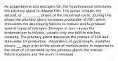 As progesterone and estrogen fall, the hypothalamus stimulates the pituitary gland to release FSH. This action initiates the second, or __________, phase of the menstrual cycle. -During this phase the pituitary gland increases production of FSH, which stimulates the developing follicles to mature and to produce several types of estrogen. Estrogen in turn causes the endometrium to thicken. Usually only one follicle reaches maturity. The pituitary gland depresses the release of FSH and stimulates LH production. -Regardless of cycle length, ovulation occurs ___ days prior to the onset of menstruation. In response to the spurt of LH secreted by the pituitary gland, the mature follicle ruptures and the ovum is released.