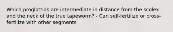 Which proglottids are intermediate in distance from the scolex and the neck of the true tapeworm? - Can self-fertilize or cross-fertilize with other segments