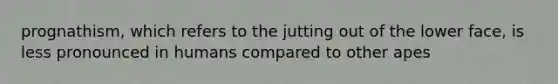 prognathism, which refers to the jutting out of the lower face, is less pronounced in humans compared to other apes