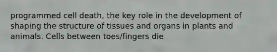 programmed cell death, the key role in the development of shaping the structure of tissues and organs in plants and animals. Cells between toes/fingers die