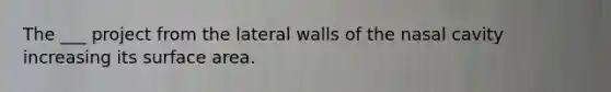 The ___ project from the lateral walls of the nasal cavity increasing its <a href='https://www.questionai.com/knowledge/kEtsSAPENL-surface-area' class='anchor-knowledge'>surface area</a>.