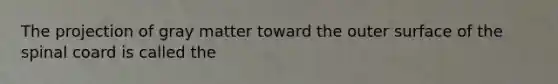 The projection of gray matter toward the outer surface of the spinal coard is called the