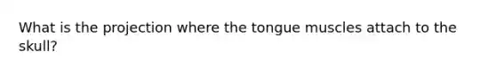 What is the projection where the tongue muscles attach to the skull?