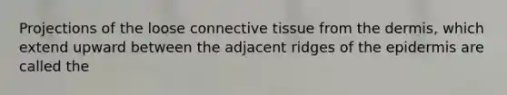 Projections of the loose connective tissue from the dermis, which extend upward between the adjacent ridges of the epidermis are called the