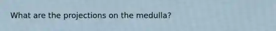 What are the projections on the medulla?