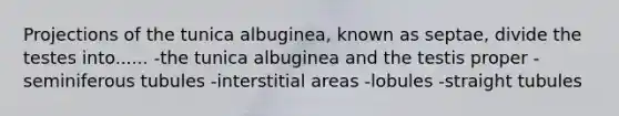 Projections of the tunica albuginea, known as septae, divide the testes into...... -the tunica albuginea and the testis proper -seminiferous tubules -interstitial areas -lobules -straight tubules