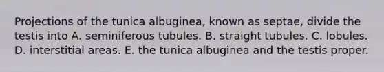 Projections of the tunica albuginea, known as septae, divide the testis into A. seminiferous tubules. B. straight tubules. C. lobules. D. interstitial areas. E. the tunica albuginea and the testis proper.