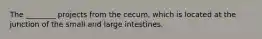 The ________ projects from the cecum, which is located at the junction of the small and large intestines.