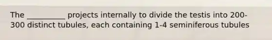 The __________ projects internally to divide the testis into 200-300 distinct tubules, each containing 1-4 seminiferous tubules