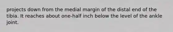 projects down from the medial margin of the distal end of the tibia. It reaches about one-half inch below the level of the ankle joint.