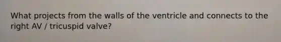 What projects from the walls of the ventricle and connects to the right AV / tricuspid valve?
