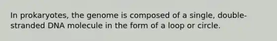 In prokaryotes, the genome is composed of a single, double-stranded DNA molecule in the form of a loop or circle.