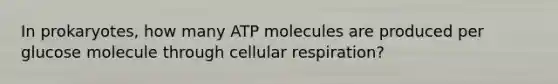 In prokaryotes, how many ATP molecules are produced per glucose molecule through cellular respiration?