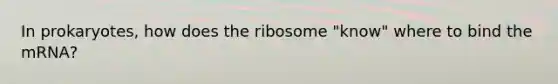 In prokaryotes, how does the ribosome "know" where to bind the mRNA?