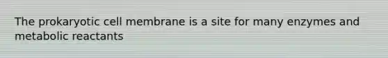 The prokaryotic cell membrane is a site for many enzymes and metabolic reactants
