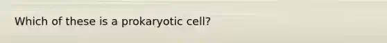 Which of these is a prokaryotic cell?