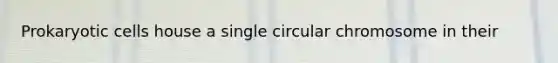 Prokaryotic cells house a single circular chromosome in their