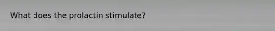 What does the prolactin stimulate?