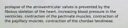 prolapse of the atrioventricular valves is prevented by the fibrous skeleton of the heart. increasing blood pressure in the ventricles. contraction of the pectinate muscles. contraction of the papillary muscles. contraction of the chordae tendineae.