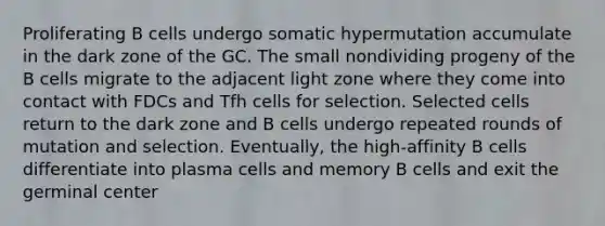 Proliferating B cells undergo somatic hypermutation accumulate in the dark zone of the GC. The small nondividing progeny of the B cells migrate to the adjacent light zone where they come into contact with FDCs and Tfh cells for selection. Selected cells return to the dark zone and B cells undergo repeated rounds of mutation and selection. Eventually, the high-affinity B cells differentiate into plasma cells and memory B cells and exit the germinal center