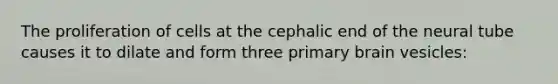 The proliferation of cells at the cephalic end of the neural tube causes it to dilate and form three primary brain vesicles: