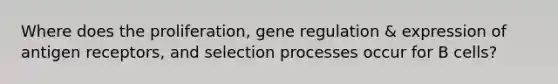 Where does the proliferation, gene regulation & expression of antigen receptors, and selection processes occur for B cells?