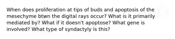 When does proliferation at tips of buds and apoptosis of the mesechyme btwn the digital rays occur? What is it primarily mediated by? What if it doesn't apoptose? What gene is involved? What type of syndactyly is this?