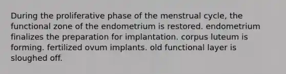 During the proliferative phase of the menstrual cycle, the functional zone of the endometrium is restored. endometrium finalizes the preparation for implantation. corpus luteum is forming. fertilized ovum implants. old functional layer is sloughed off.