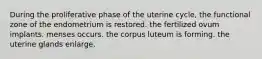 During the proliferative phase of the uterine cycle, the functional zone of the endometrium is restored. the fertilized ovum implants. menses occurs. the corpus luteum is forming. the uterine glands enlarge.