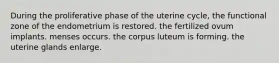 During the proliferative phase of the uterine cycle, the functional zone of the endometrium is restored. the fertilized ovum implants. menses occurs. the corpus luteum is forming. the uterine glands enlarge.