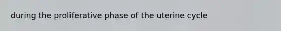 during the proliferative phase of the uterine cycle