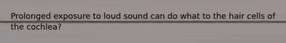 Prolonged exposure to loud sound can do what to the hair cells of the cochlea?