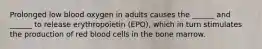 Prolonged low blood oxygen in adults causes the ______ and ______ to release erythropoietin (EPO), which in turn stimulates the production of red blood cells in the bone marrow.